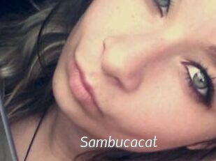 Sambucacat